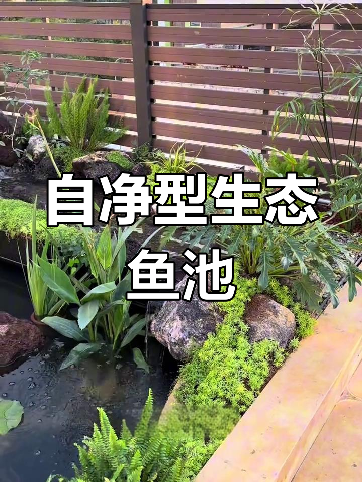 生态鱼池:自然净化、低维护与美观并存