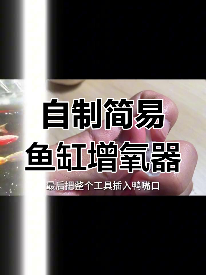 无需增氧泵,自制鱼缸氧气装置