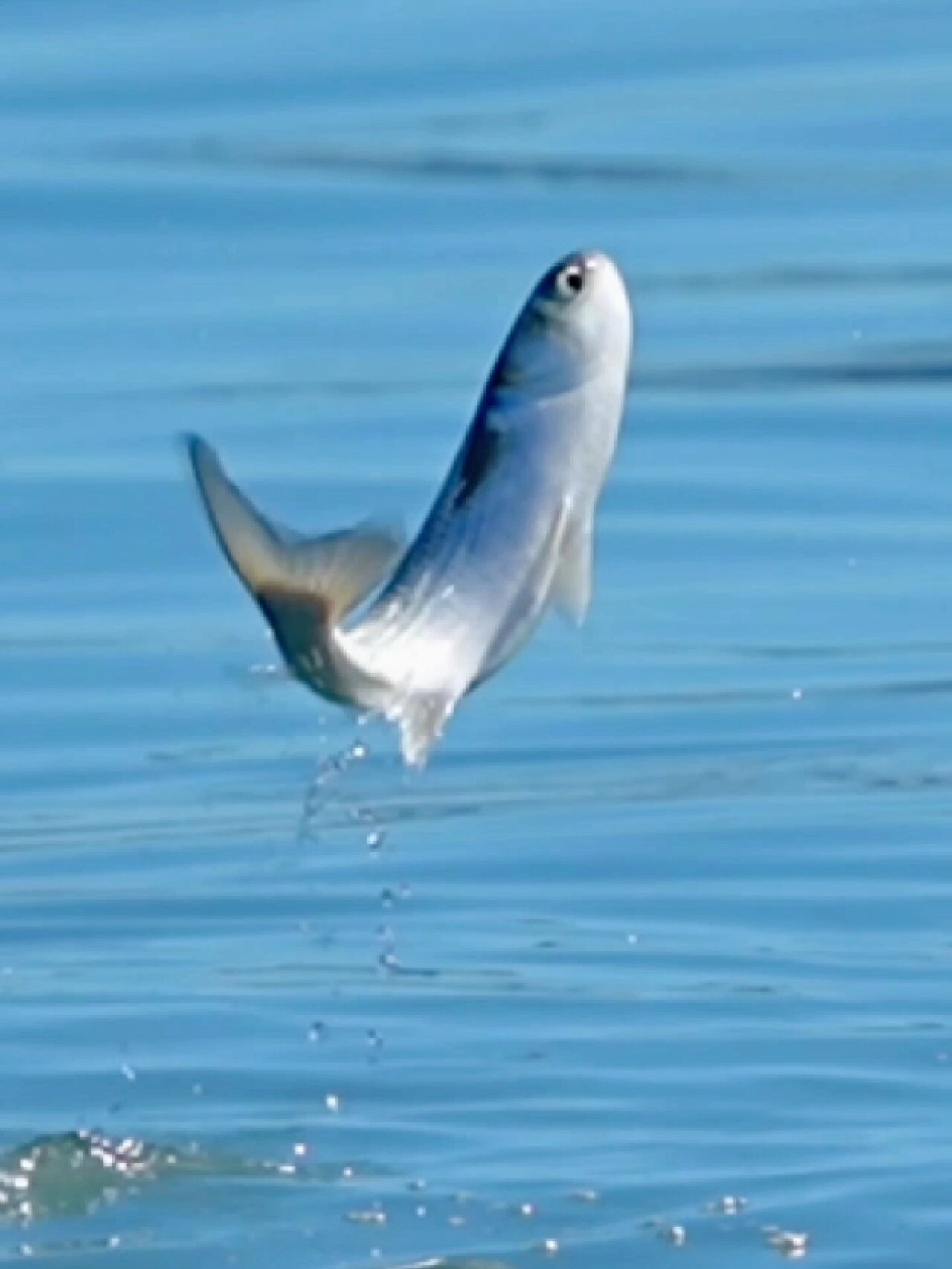 优美的鱼跃水面