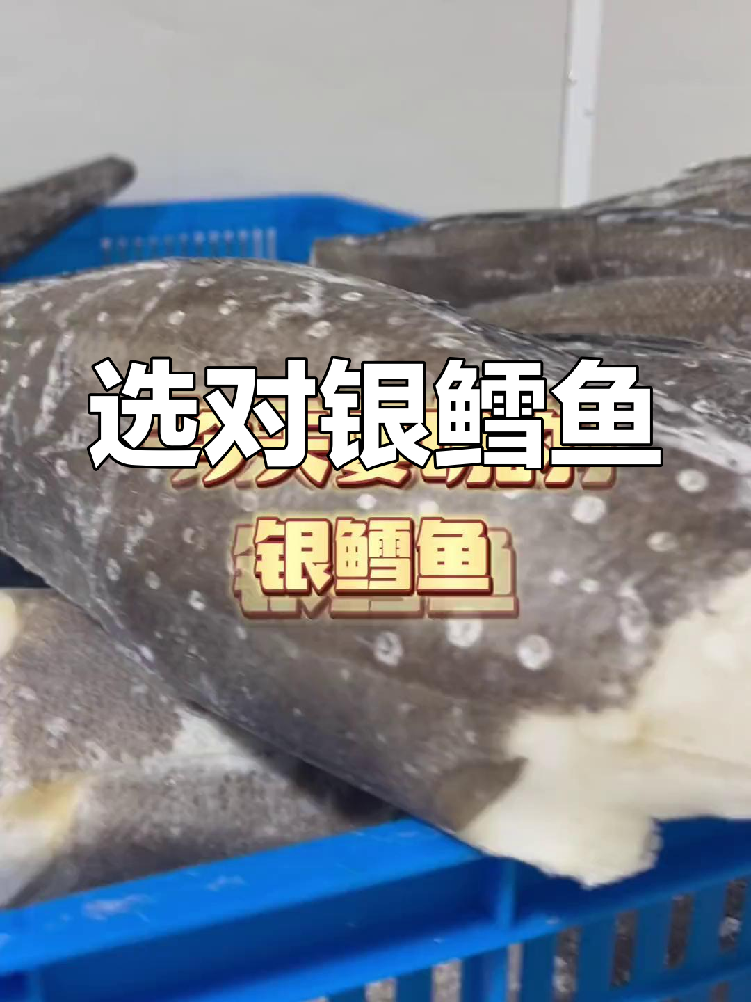 买银鳕鱼别被误导,认准中文学名犬牙鱼才对