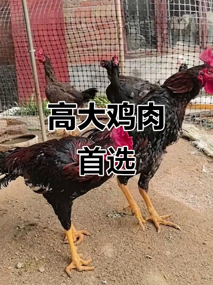 无论公母,只要九斤黄肉鸡,高大壮硕的完美选择!