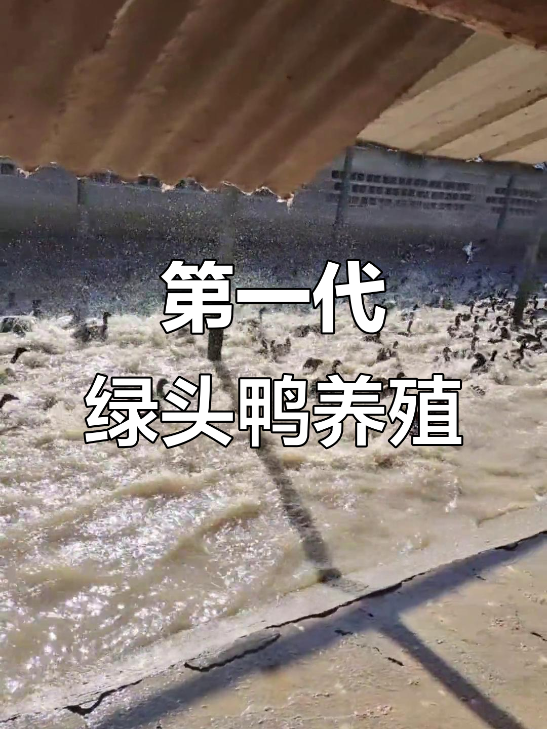 六年养殖绿头鸭,第一代野鸭品种的成长与挑战
