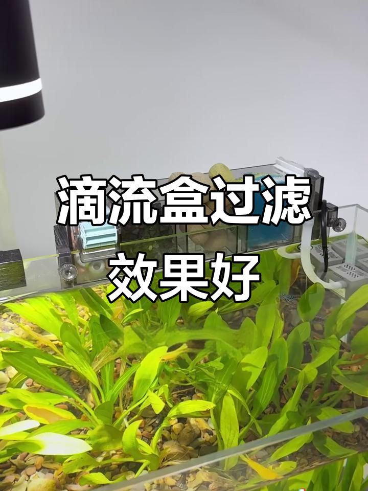 小鱼缸必备滴流盒过滤,效果超乎想象