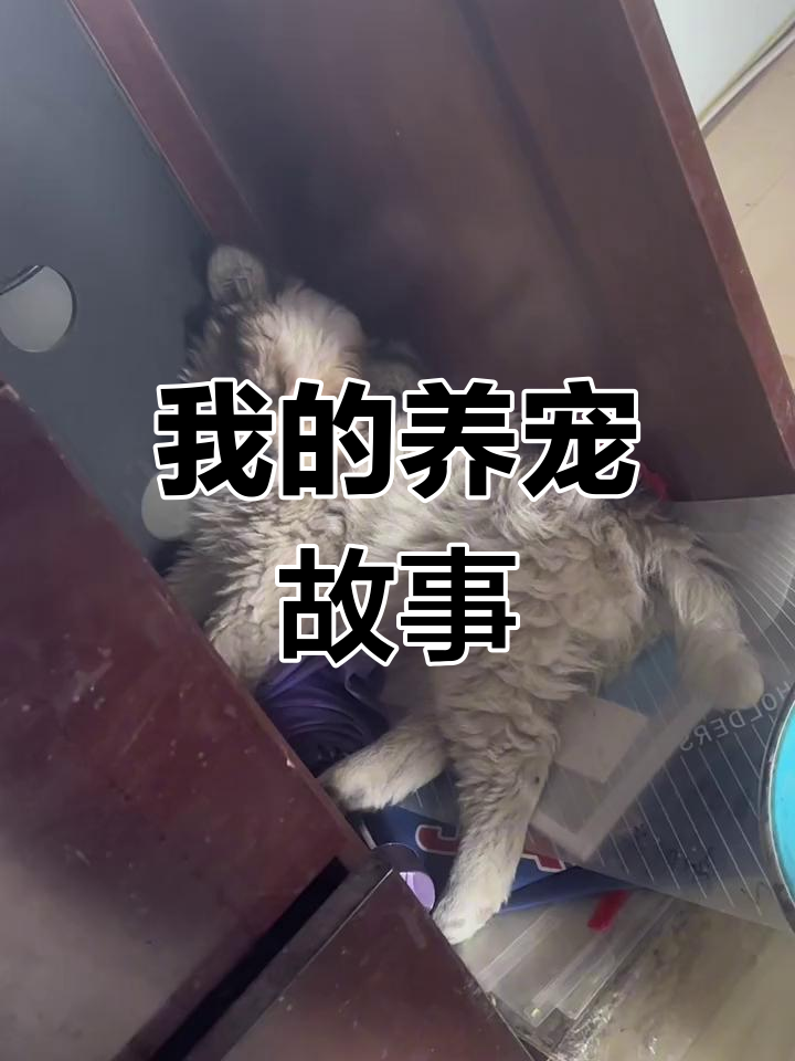 鸡豚狗彘的养殖之道