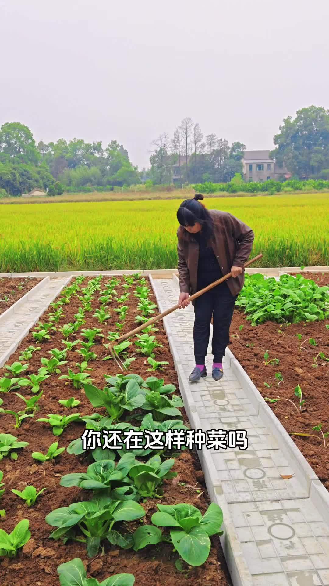 菜沟板 菜园 农村菜园设计 农村菜园 自家菜园的新鲜蔬菜