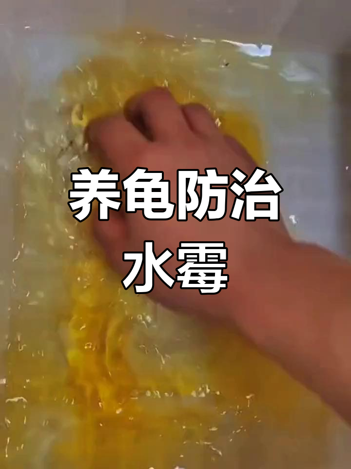 秋季养龟必知水霉病防治技巧,轻松解决白色絮状物问题