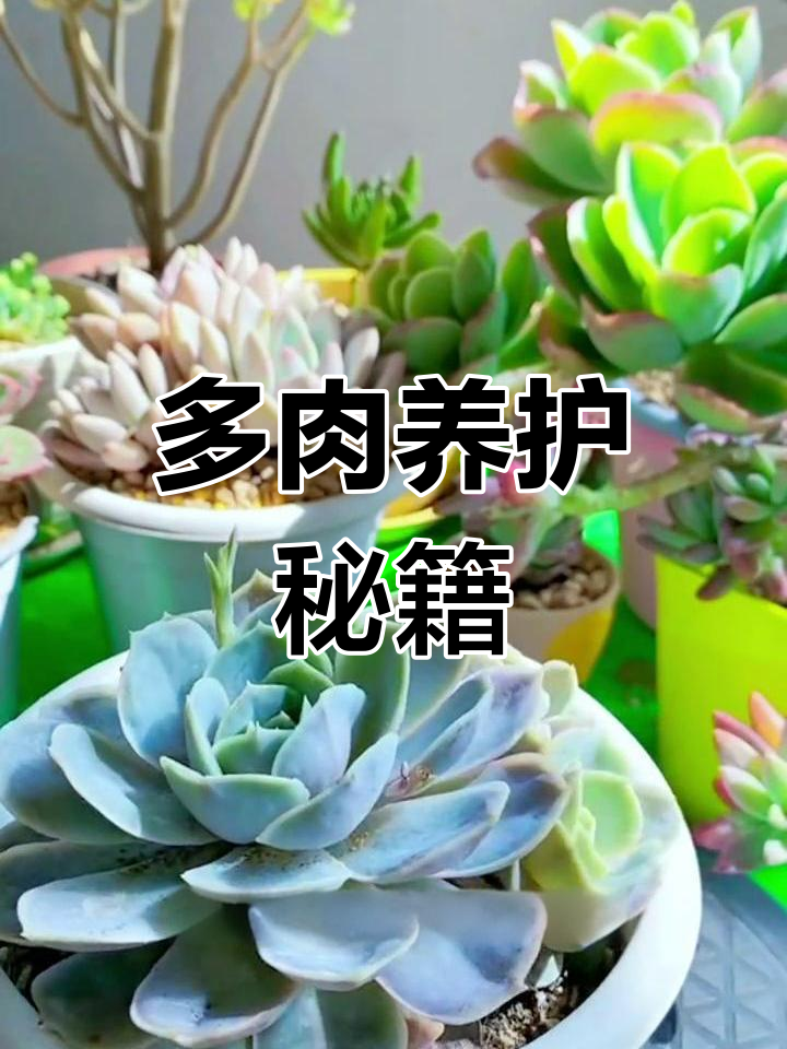 蓝色惊喜多肉,轻松养护,心情更美丽!