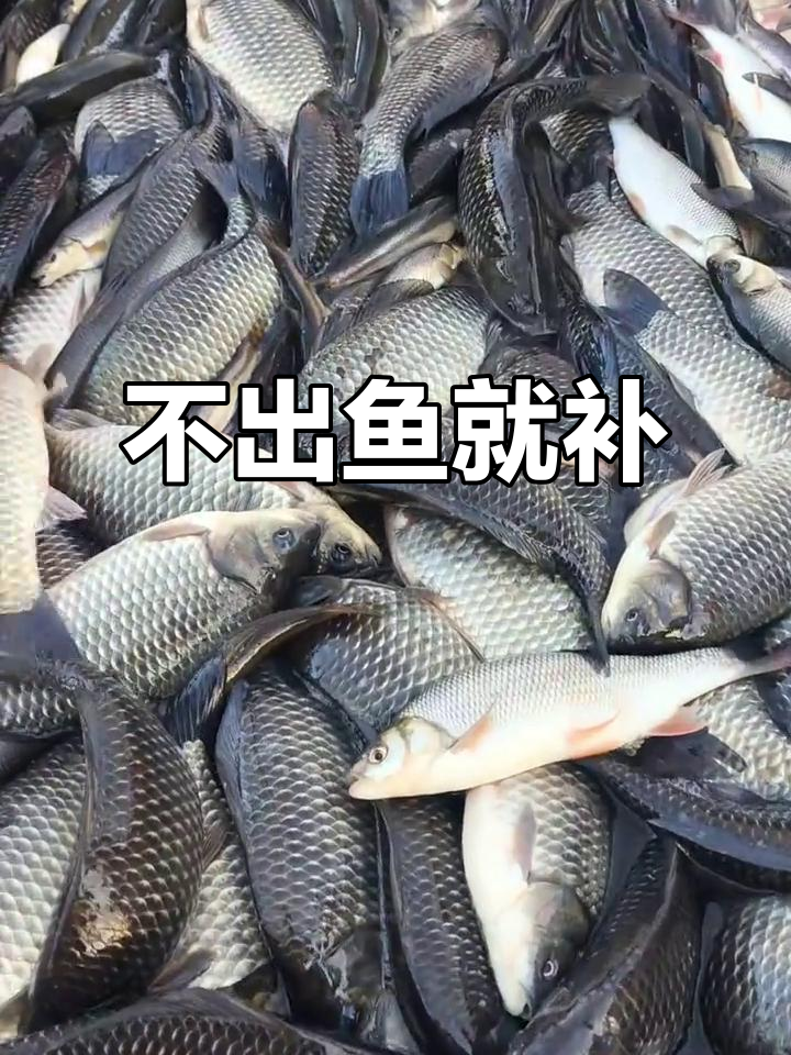 鱼不出就补,柳根滑子大地瓜继续加码