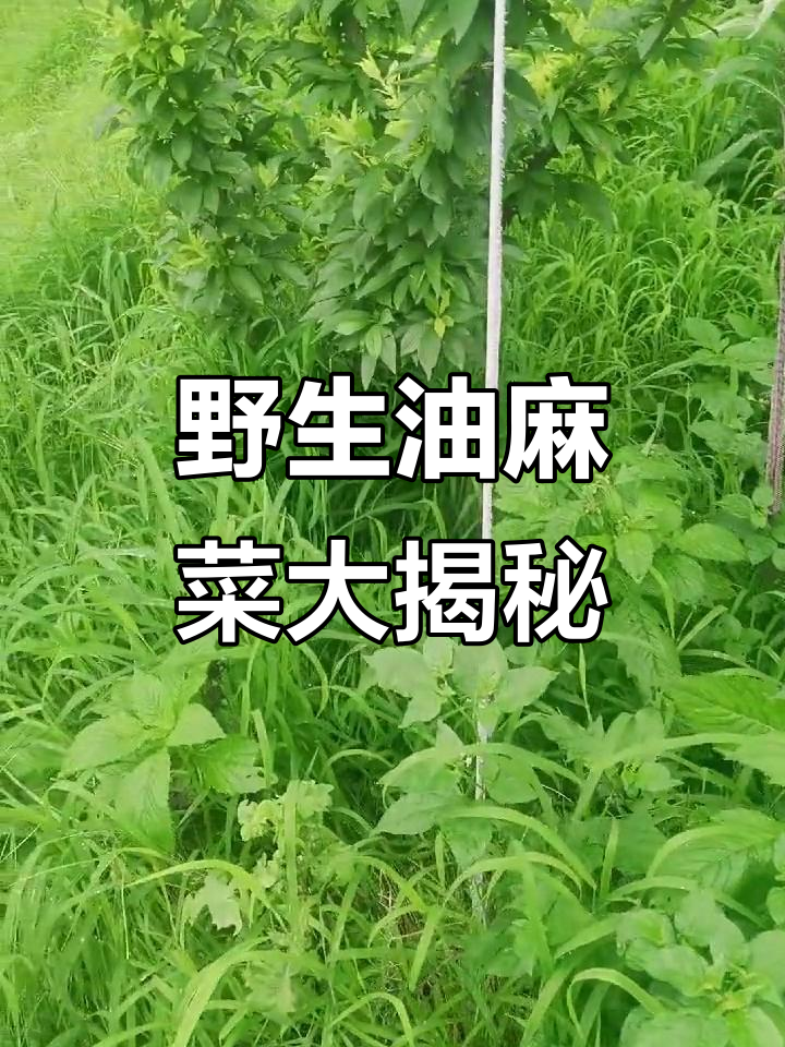 纯天然野油麻菜,山庄里的美味惊喜