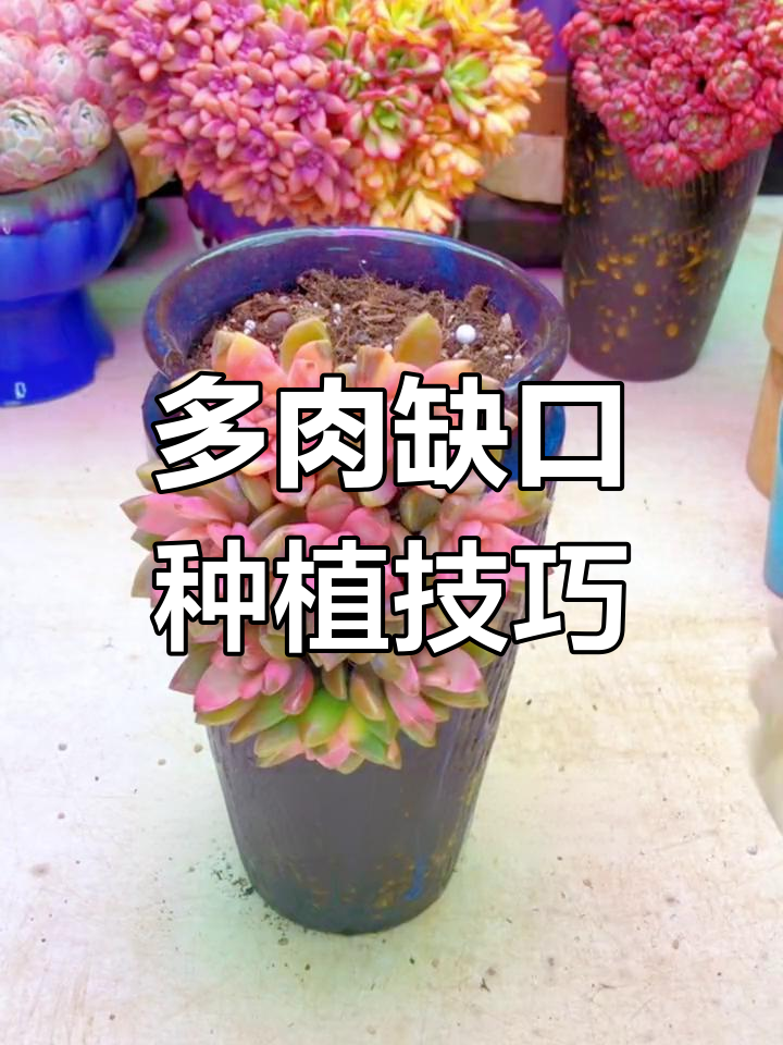 如何打造多肉缺口造型,简单步骤教你种出完美效果