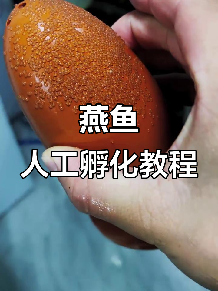 燕鱼繁殖技巧：从卵到小鱼苗的孵化全过程