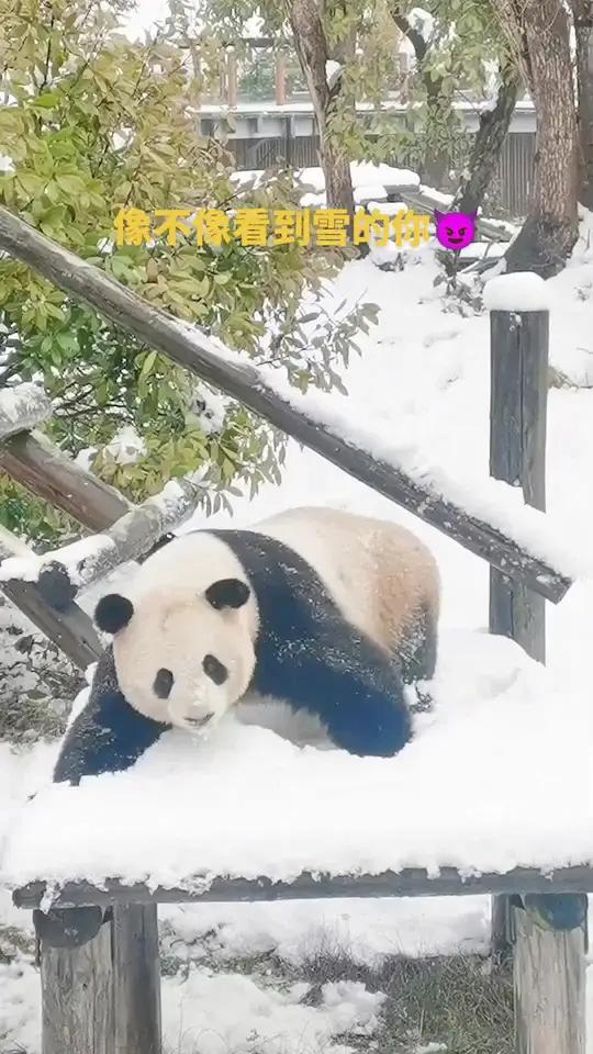 长沙终于下雪了,大熊猫在雪里玩嗨了,像不像你第一次看到雪的样子