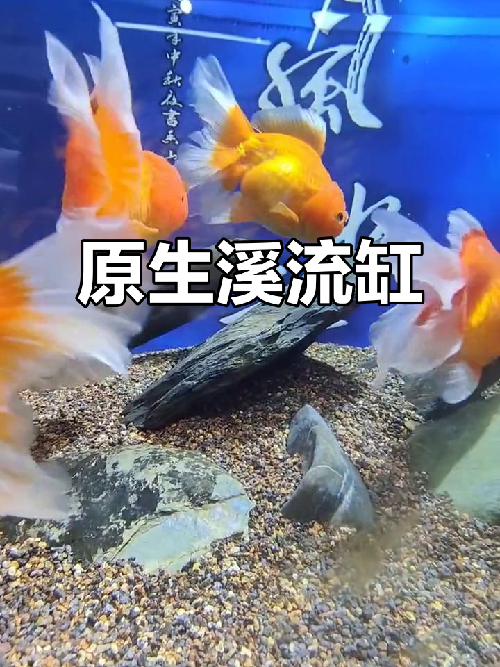 静音溪流缸,过滤棉清洁无管道,原生环境超爱!