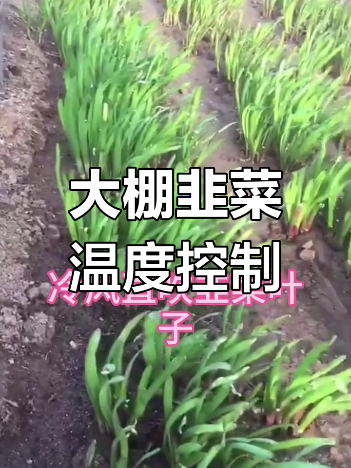 韭菜大棚温度管理技巧,如何放风避免高温危害