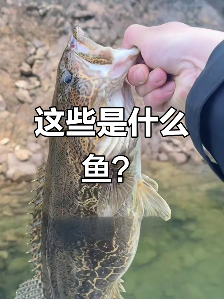 各种鱼类大揭秘：从鲈鱼到唐氏鱼的全方位介绍