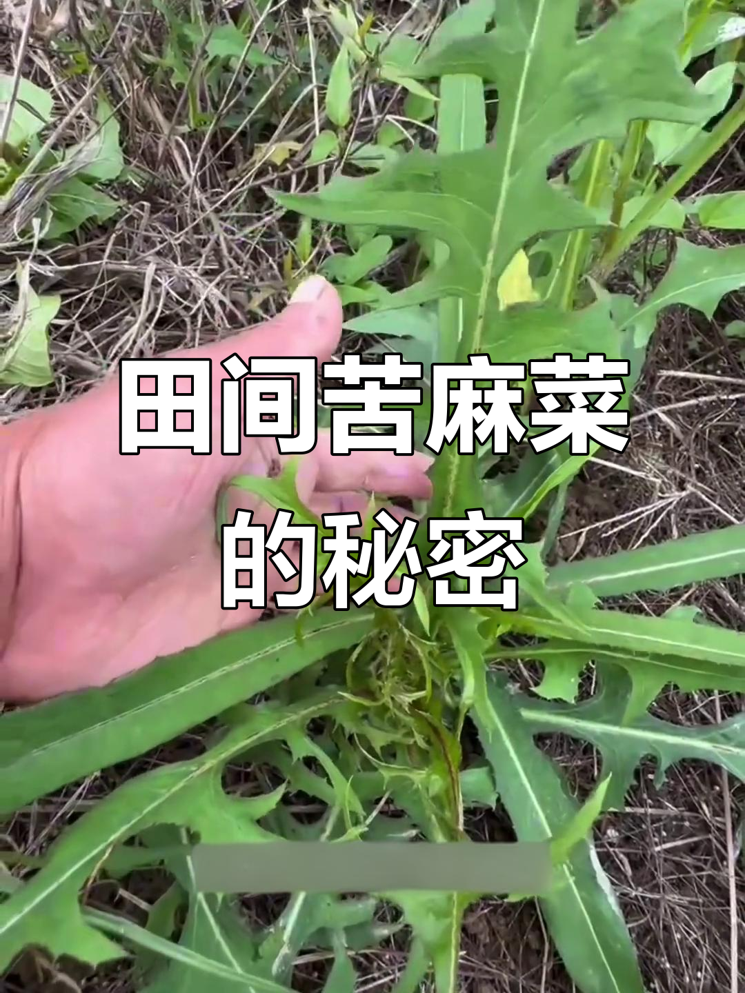 探索田边苦麻菜,了解它的别名与草本魅力