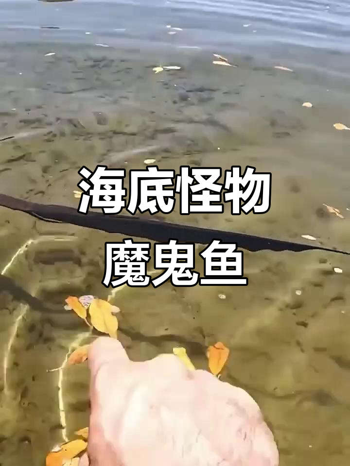 魔鬼鱼现身亚马逊,尾巴毒刺让人胆战心惊