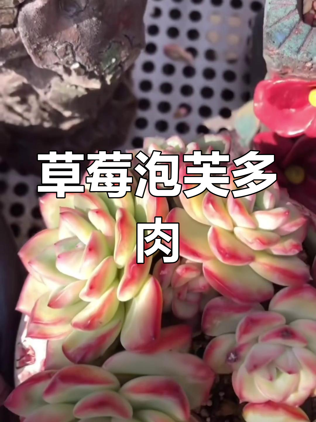 草莓泡芙多肉:秋冬温差下的美丽变化