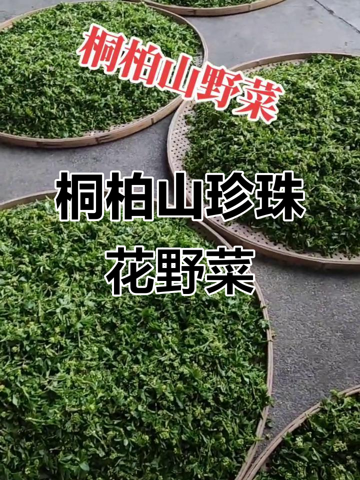 桐柏山珍珠花野菜,500斤新鲜到店,农家美味不容错过