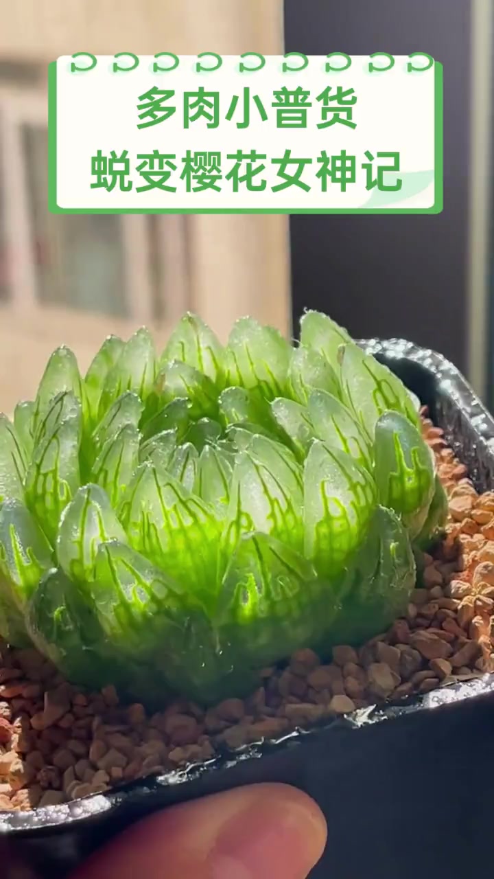 多肉小普货,蜕变樱花女神记