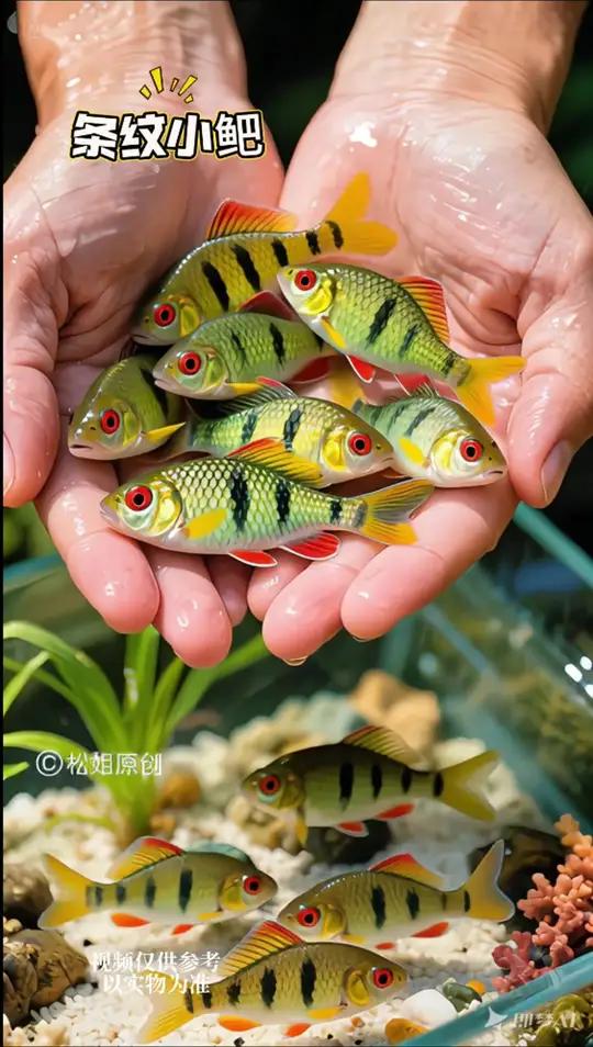 水族爱好者们看过来!颜值与活力并存的条纹小鲃,为你的鱼缸注入灵动生机!它堪称水中的“条纹艺