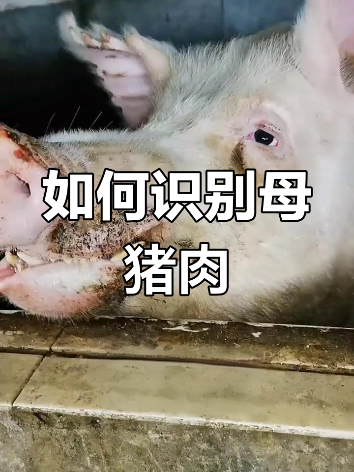 现代母猪肉为何不能吃?