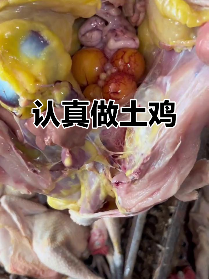 固始鸡散养，每天新鲜食材的坚持