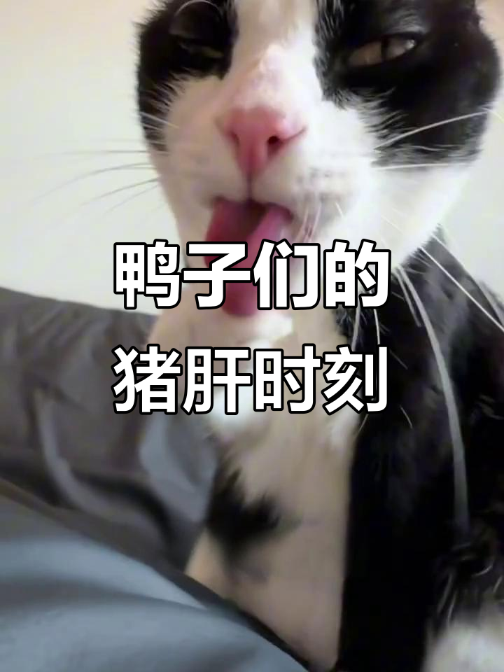 鸭头们看猪肝，搞笑反应超有趣