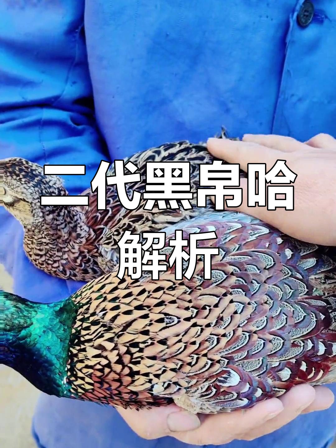 二代黑脖野鸡揭秘:公母毛色差异大,尾巴修得超美