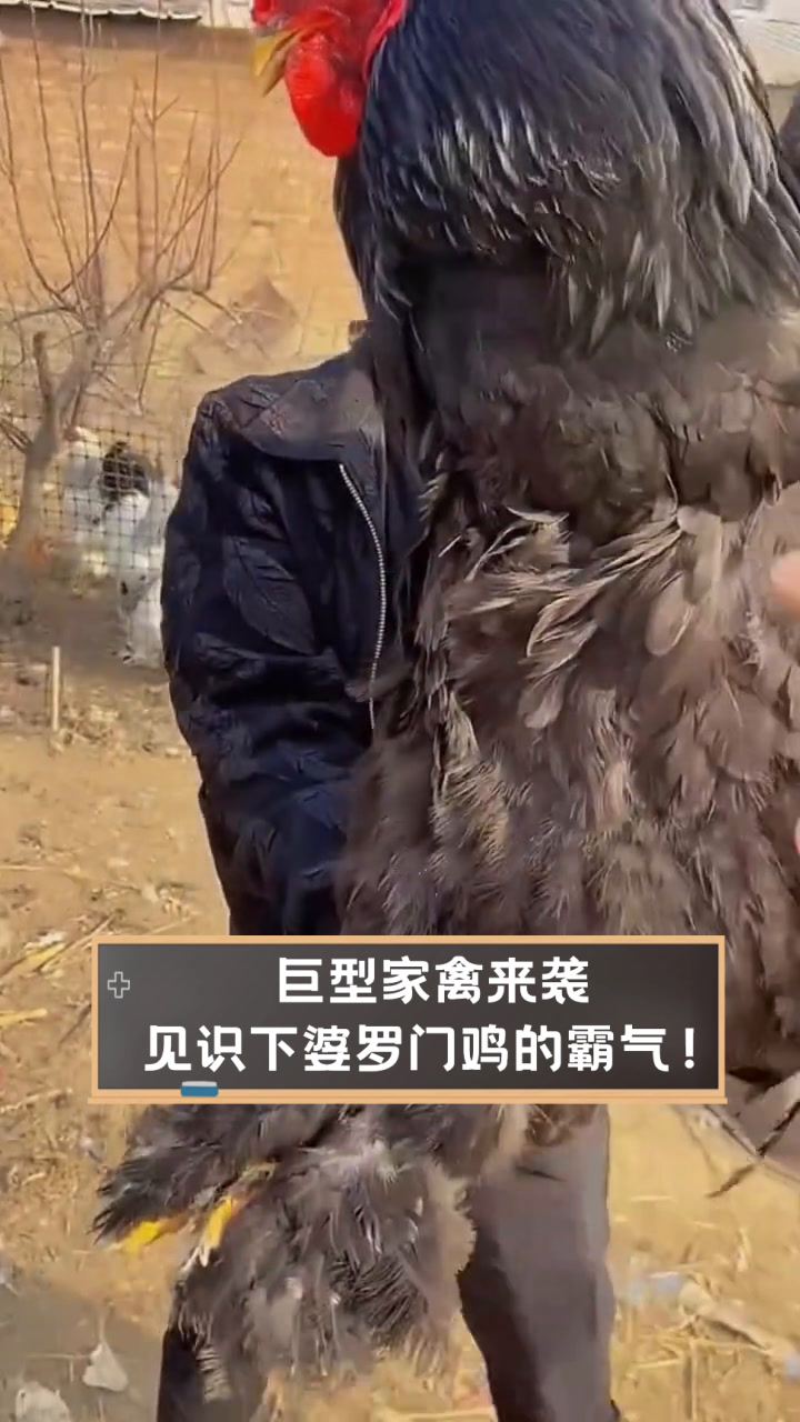 巨型家禽来袭,见识下婆罗门鸡的霸气!