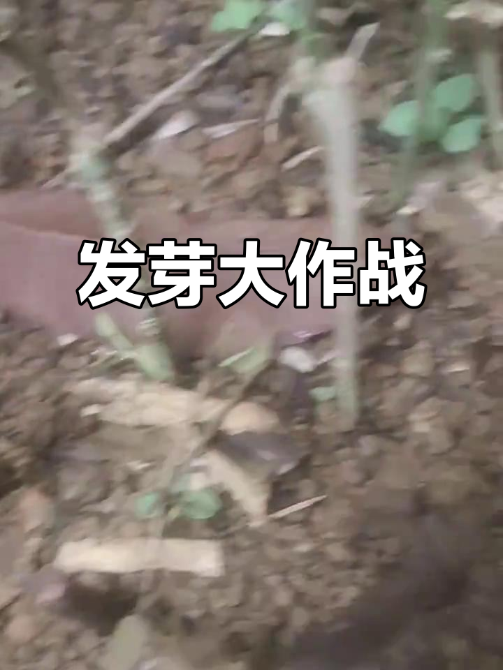 甜菜树、山葡萄和赤苍藤都发芽了，扦插实验成功！