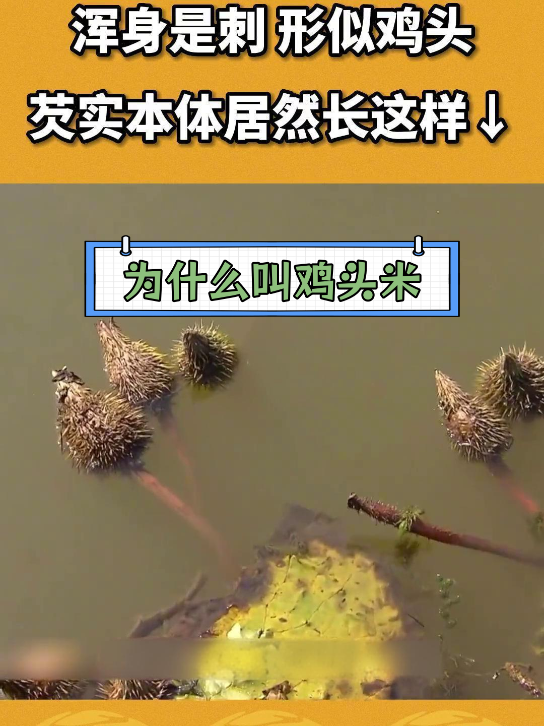 鸡头米的奇妙形状揭秘