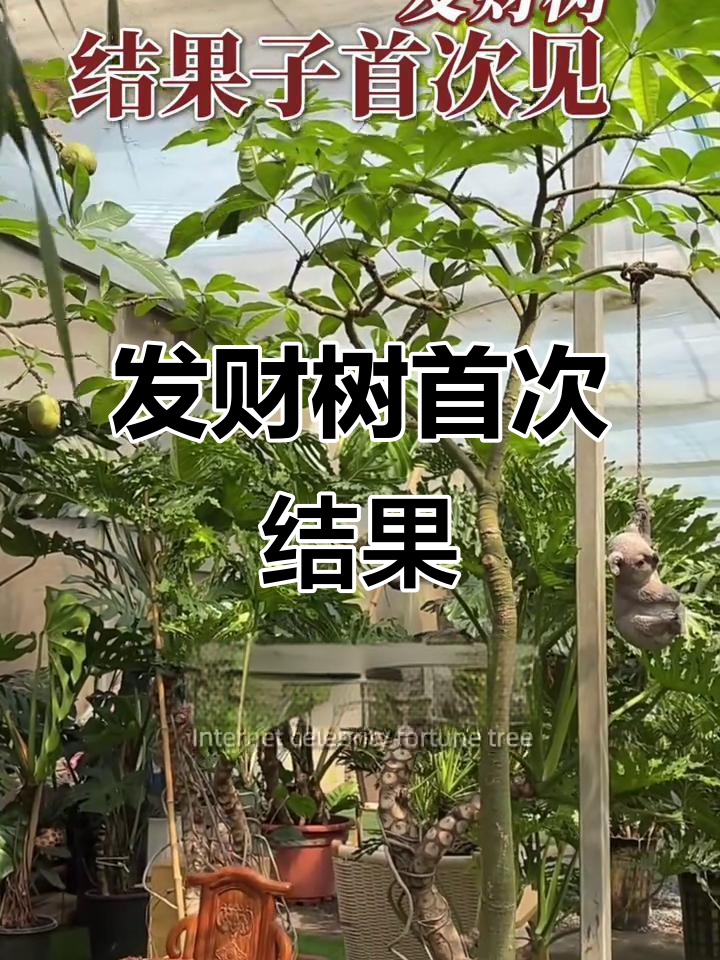 第一次见到发财树开花结果,造型超美!
