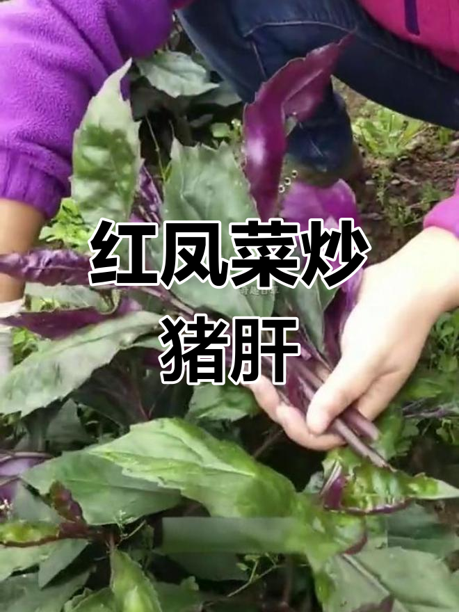 四川特色血皮菜,爆炒猪肝的绝妙搭配