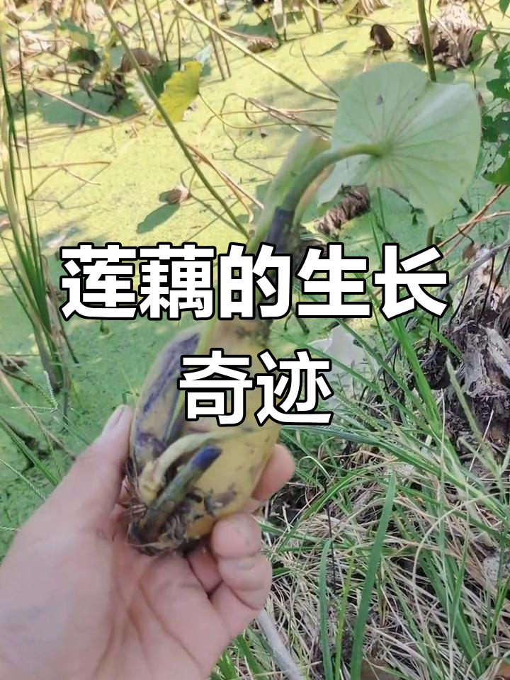 莲藕生长过程揭秘,生命力超强