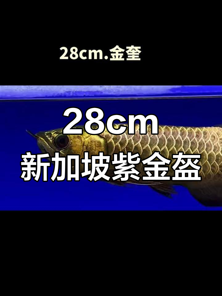新加坡24K紫金全金盔,古典过背金龙展示