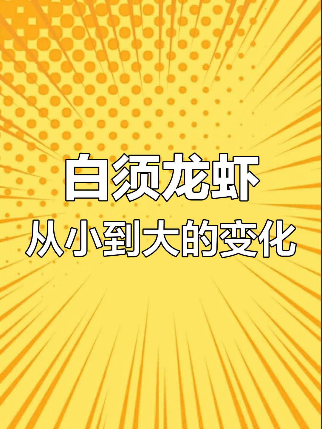 小时候是观赏虾,长大后竟能刺身!白须龙虾的成长与挑战