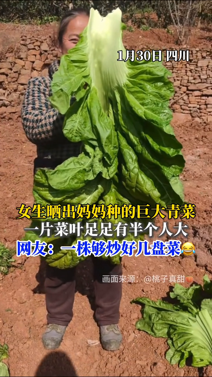四川女生晒出妈妈种的巨大青菜,一片叶子就够炒一盘菜