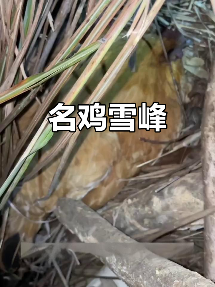 雪峰乌鸡,肉质鲜美,抱窝力强,适合各地养殖