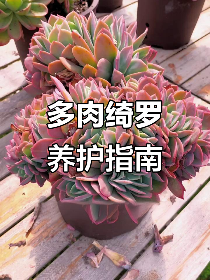 绮罗多肉植物养护全攻略:从光照到繁殖技巧