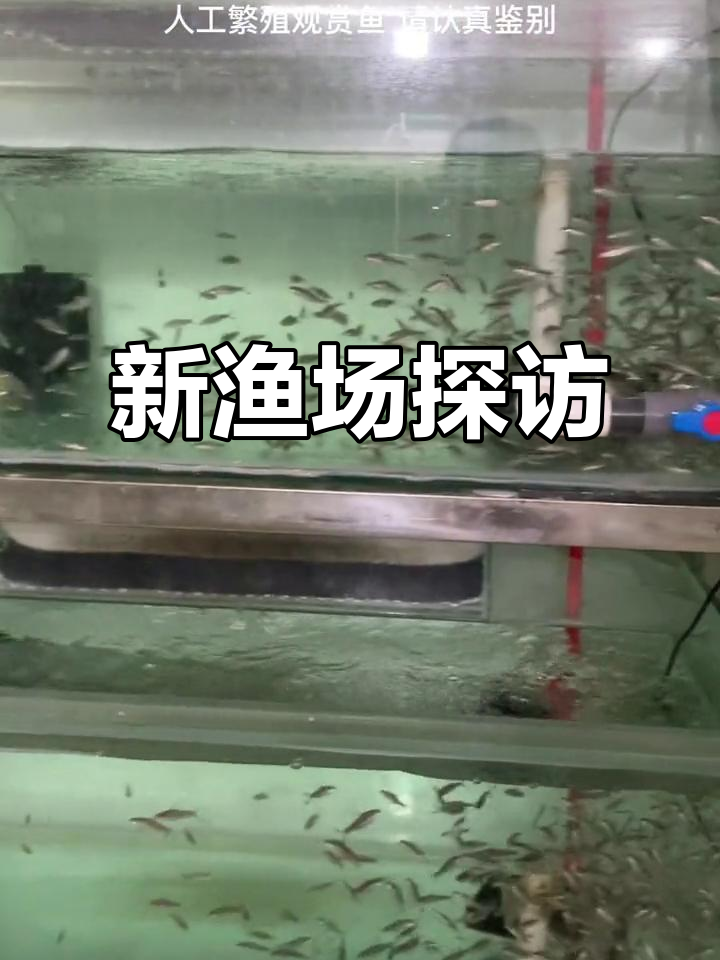 沈阳渔场揭秘:蝶翼绿翡翠白马繁殖能力惊人,采暖系统全解析