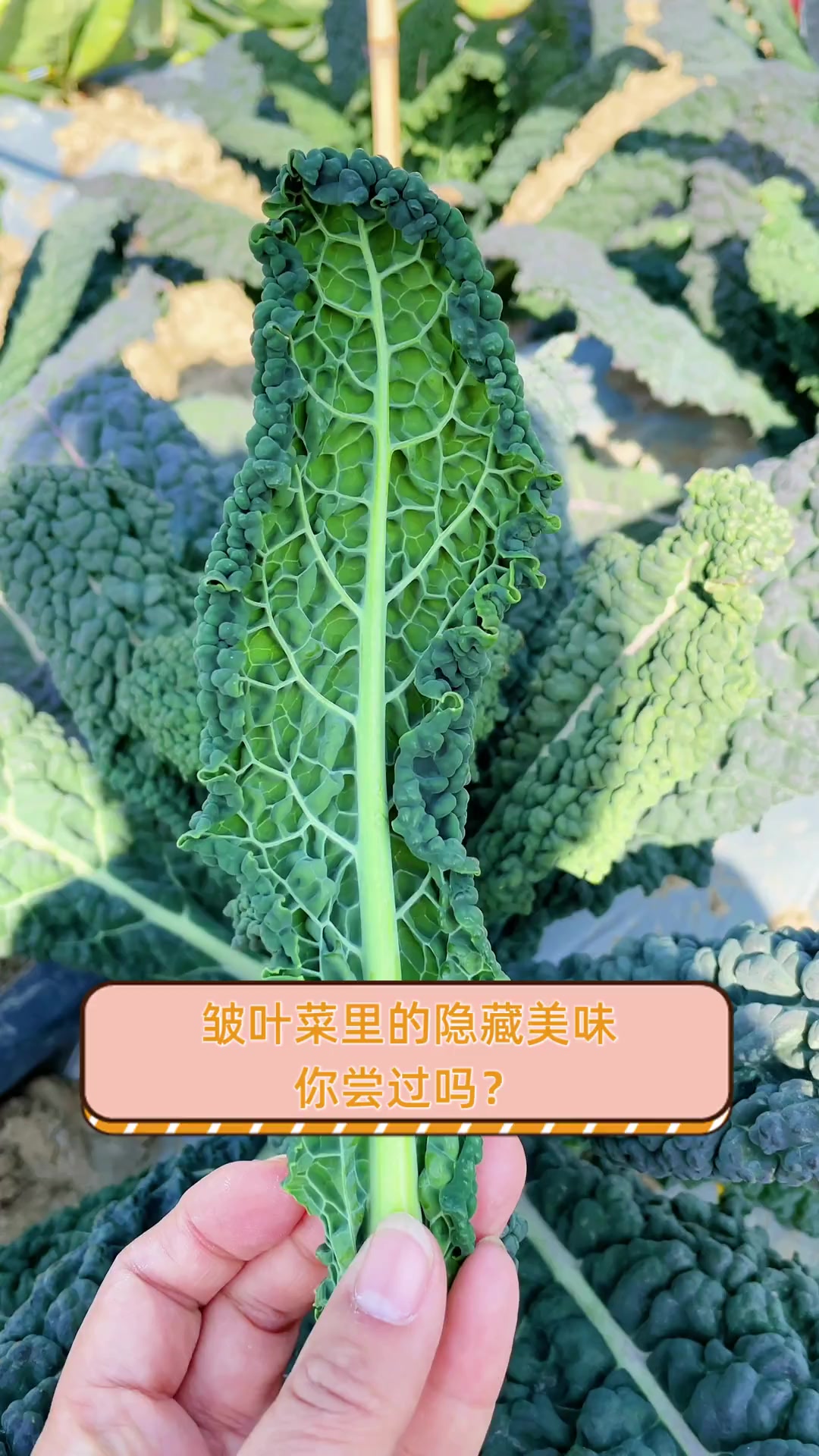 皱叶菜里的隐藏美味,你尝过吗?