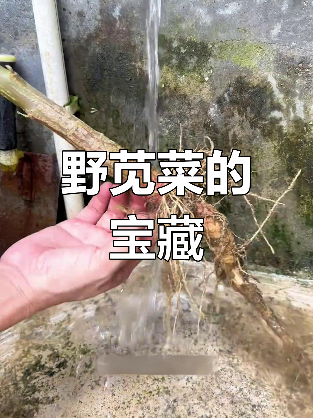野苋菜全身是宝,嫩叶根梗皆可食用