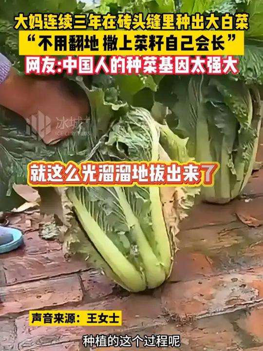 大妈连续三年在砖头缝里种出大白菜,“不用翻地撒上菜籽自己会长”,网友:中国人的种菜基因太强