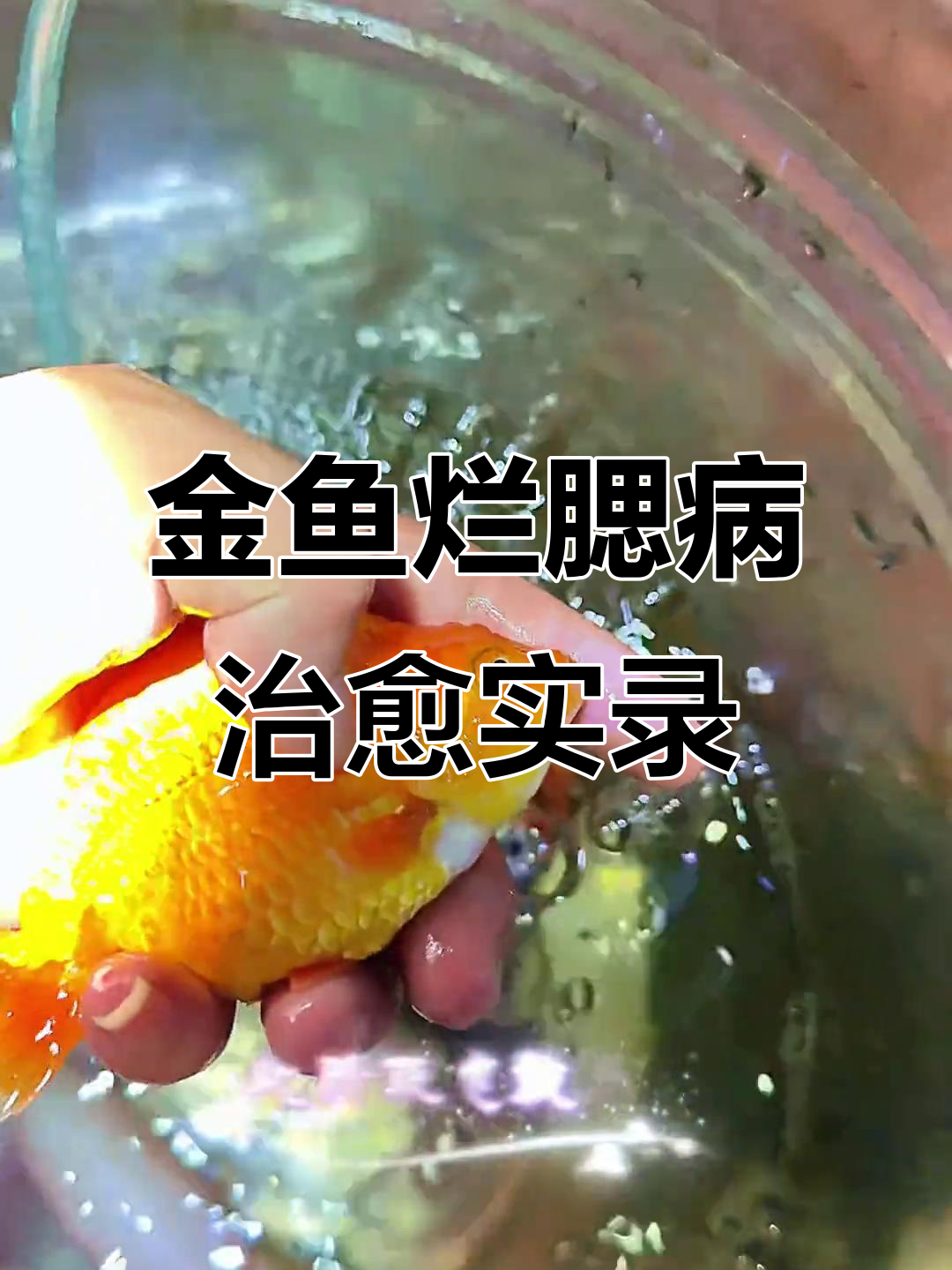 金鱼烂鳃病治疗全过程,效果显著