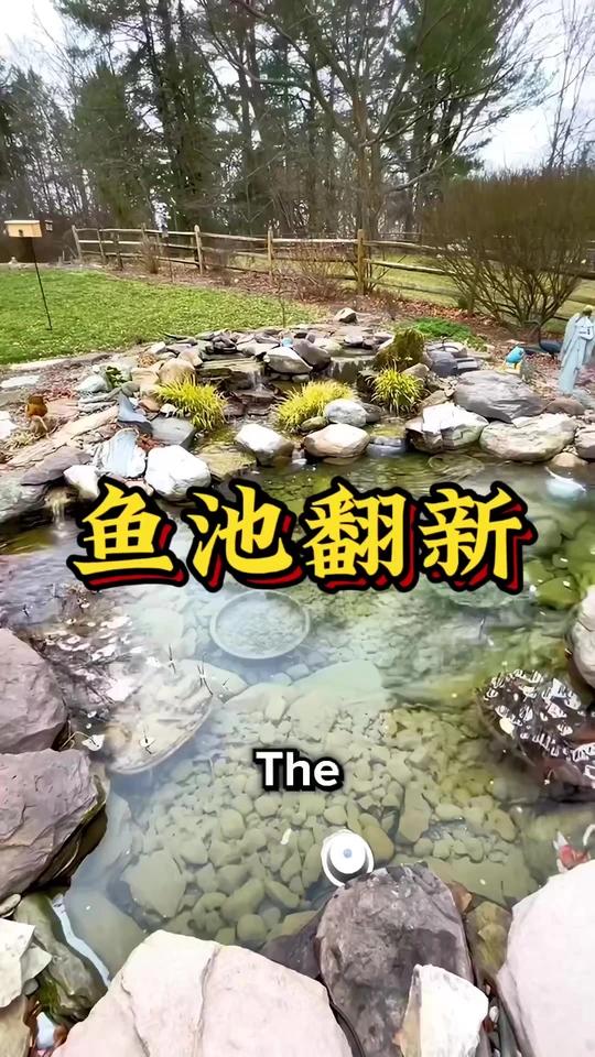 锦鲤接连消失？揭秘有毒鱼池起死回生的全过程