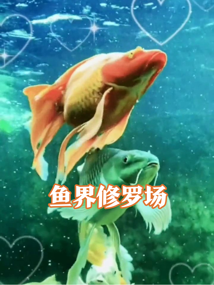 红鲤鱼绿鲤鱼在线battle,小黄鱼:我只是个背景板