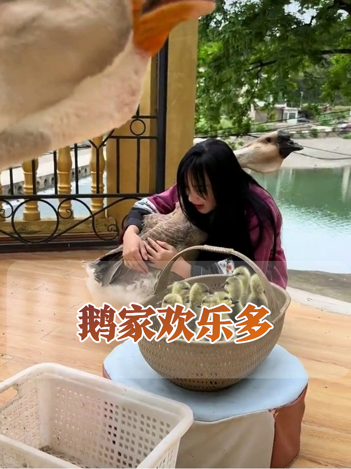 大鹅夫妇为争宠吵架，女子左手哄公鹅右手摸母鹅笑翻