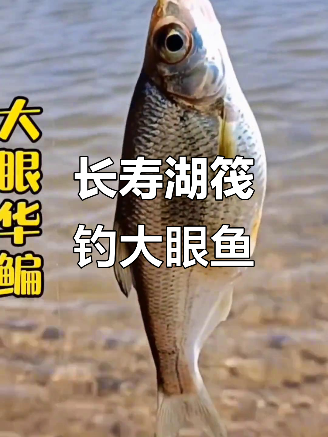 长寿湖筏钓大眼华鳊,轻松休闲钓鱼体验