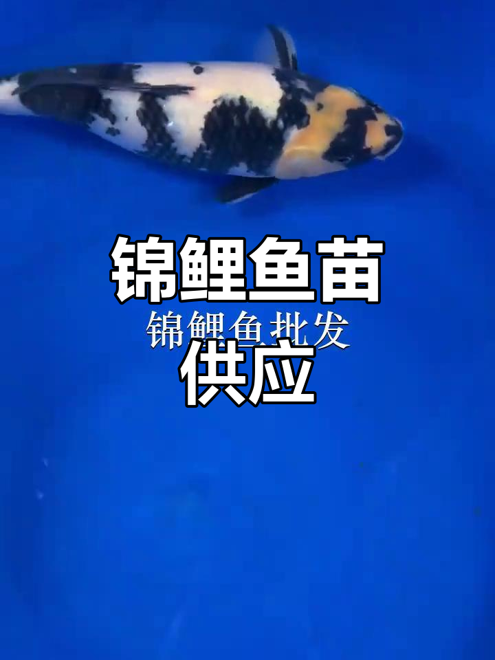 锦鲤鱼苗,清远太平镇供应